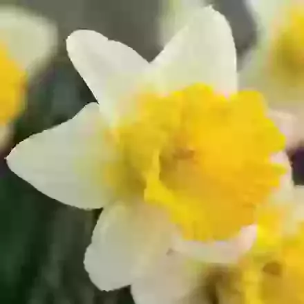 Goblet